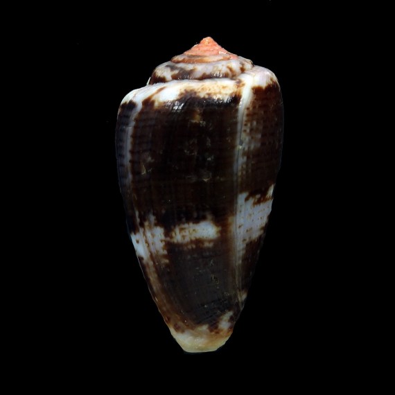 tinianus 41,7mm