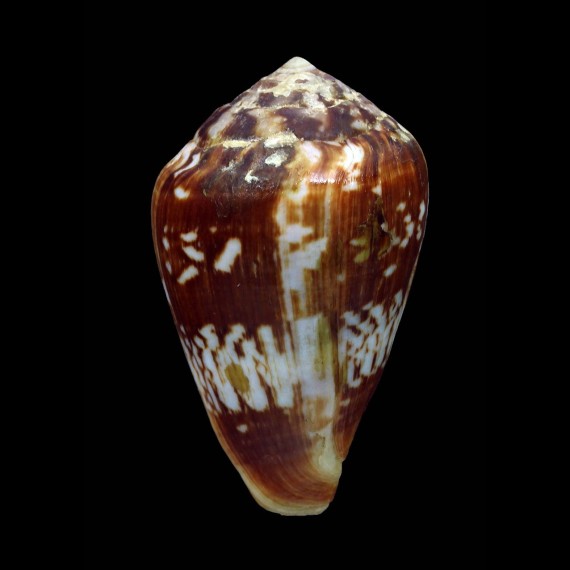 guinaicus 53,3mm BIG