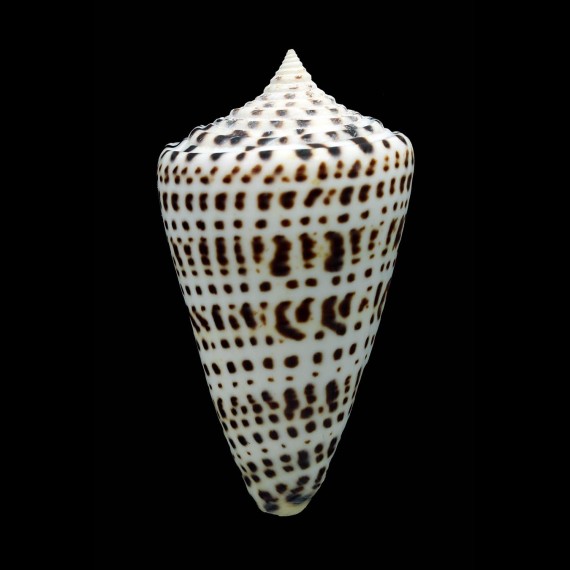 spurius atlanticus 63,1mm