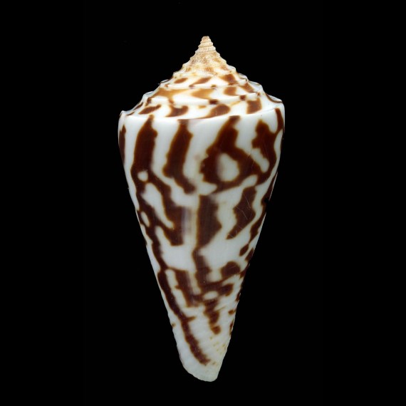 emarginatus 57,4mm