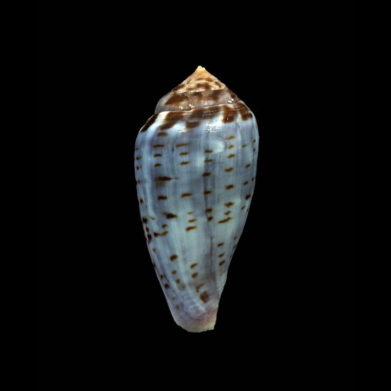 mozambicus 38,6mm