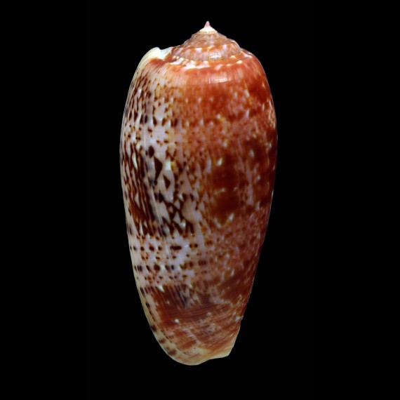 bullatus 66,2mm