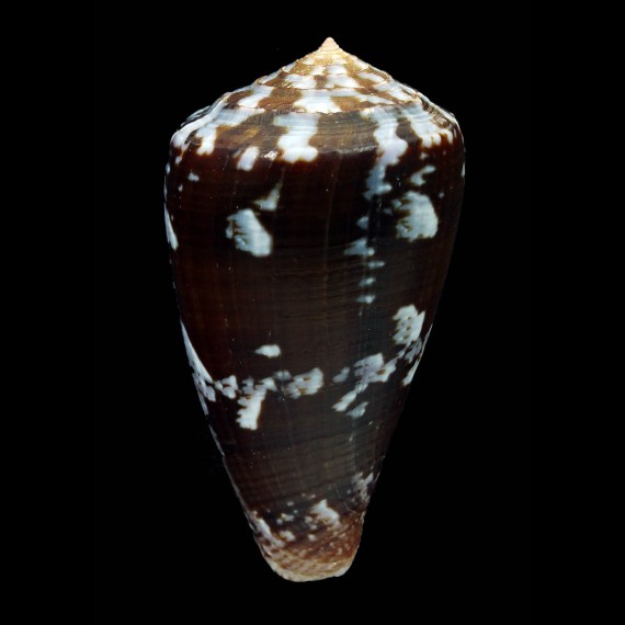 purpurascens 58,0mm