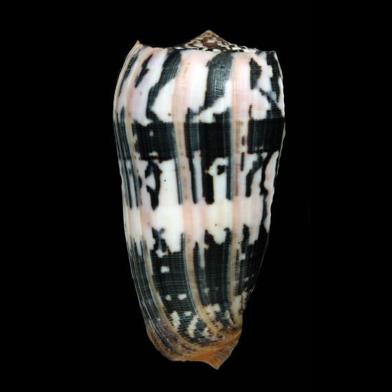 striatus 93,8mm