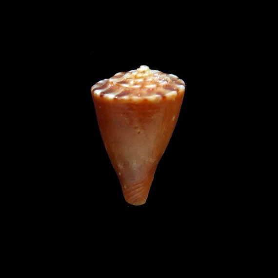 rutilus 13,2mm BIG