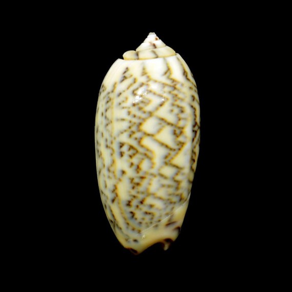 reticulata zigzag