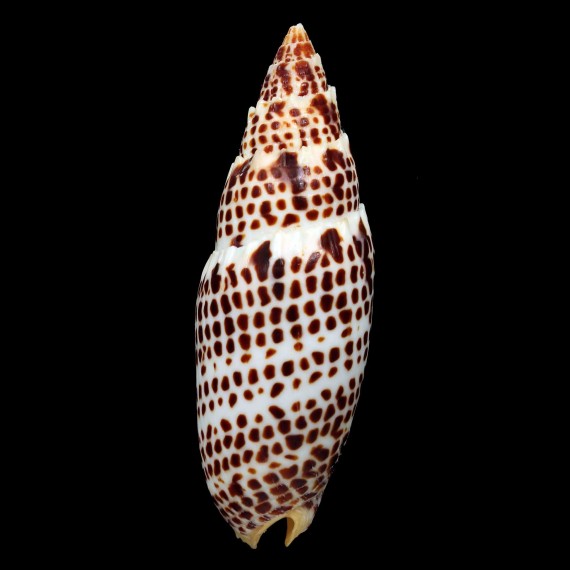 papalis 105,0mm