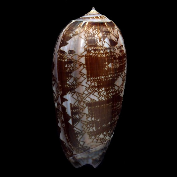 porphyria 102,4mm