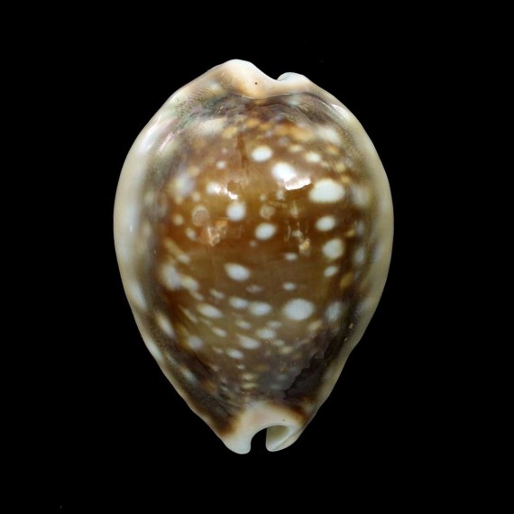vitellus 41,3mm