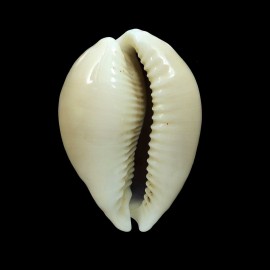 vitellus 41,3mm