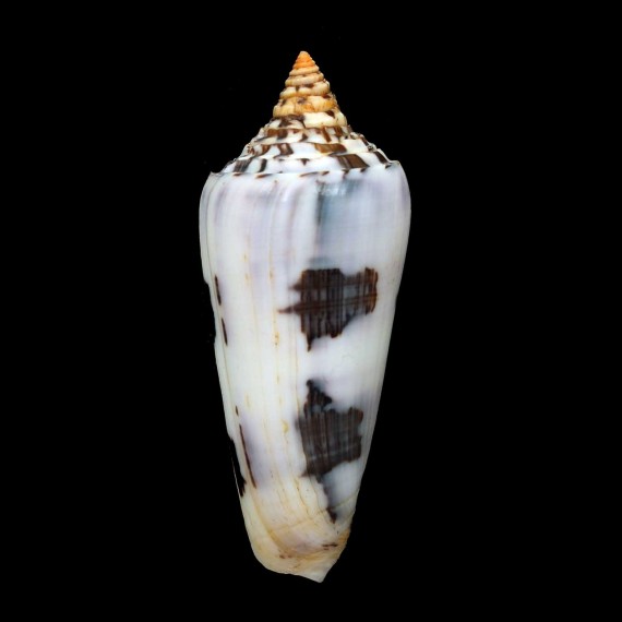 gubernator 76,6mm