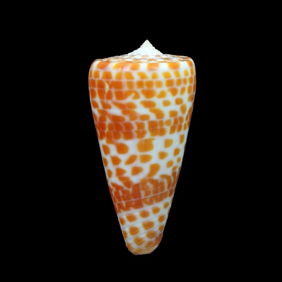 tessulatus 54,0mm SOUTH AFRICA