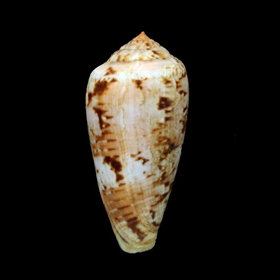 tinianus 64,0mm