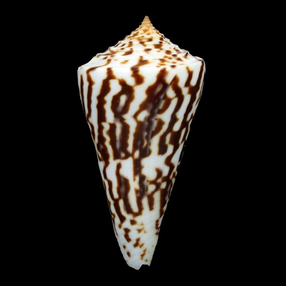emarginatus 80,0mm BIG