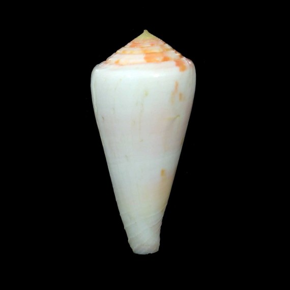 pertusus 53,2mm