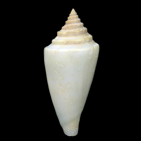 gradatulus patens 90,2mm