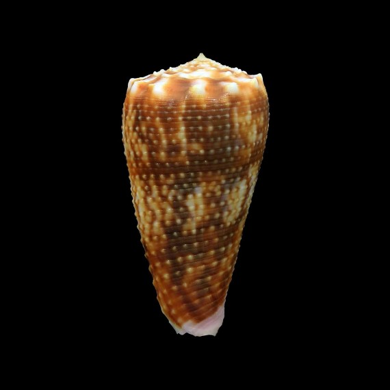 moluccensis 51,0mm BIG