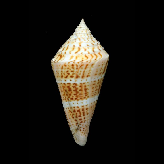 delesserti 78,1mm