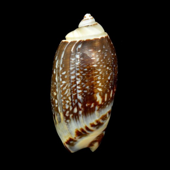 gibbosa