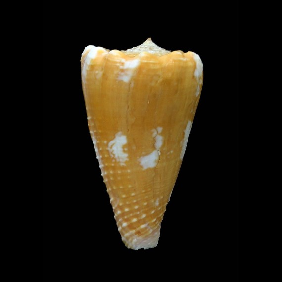 exiguus optimus 39,1mm