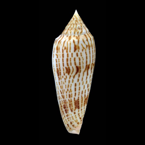 ranonganus 75,3mm