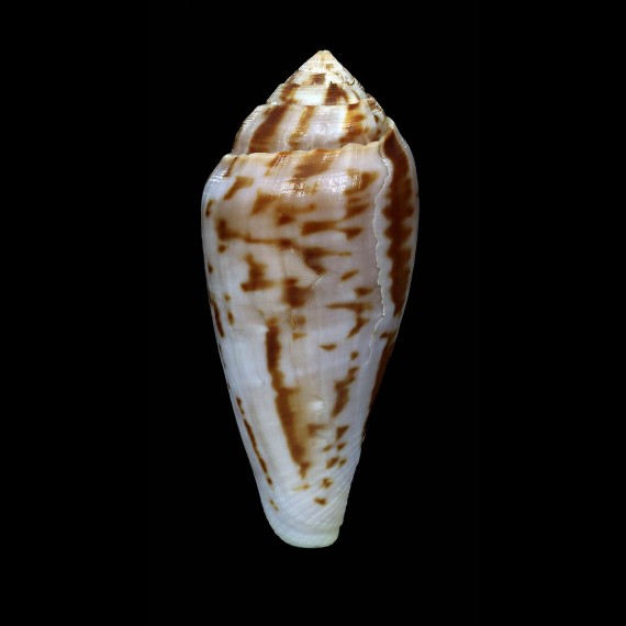 mozambicus 72,0mm BIG