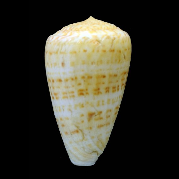 infrenatus 50,6mm YELLOW