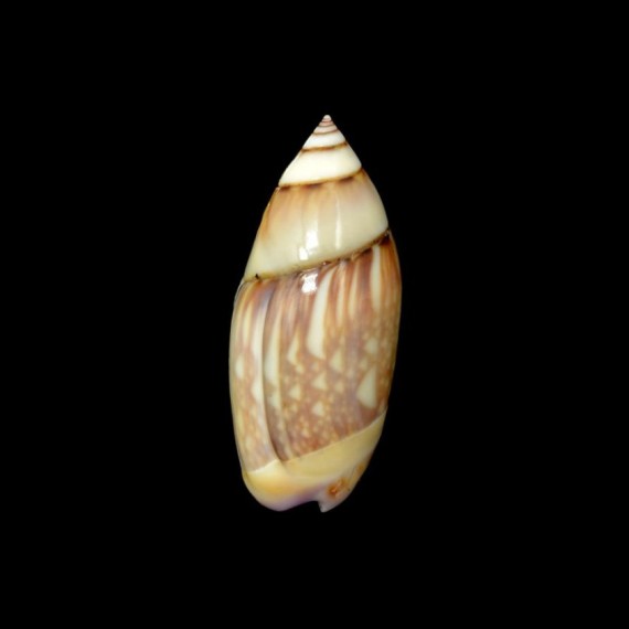 dama