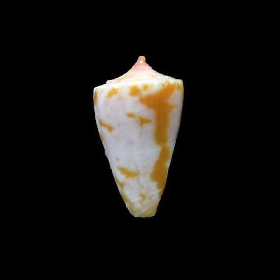 kalafuti 15,4mm