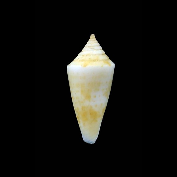 bayeri 16,1mm RARE