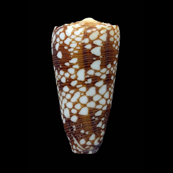 nobilis skinneri 58,8mm GIANT