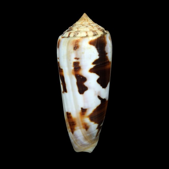gubernator 92,0mm