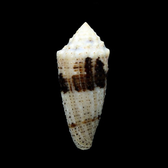 varius 58,4mm GIANT