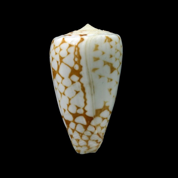cordigera bitleri 44,2mm RARE