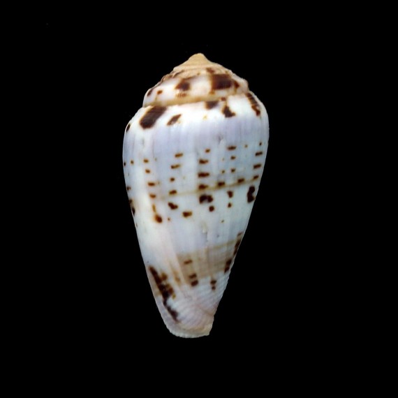 mozambicus lautus 30,3mm