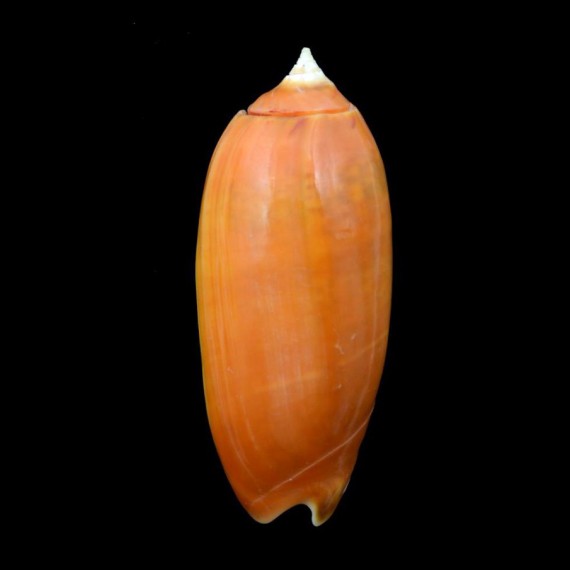 concinna kremerorum
