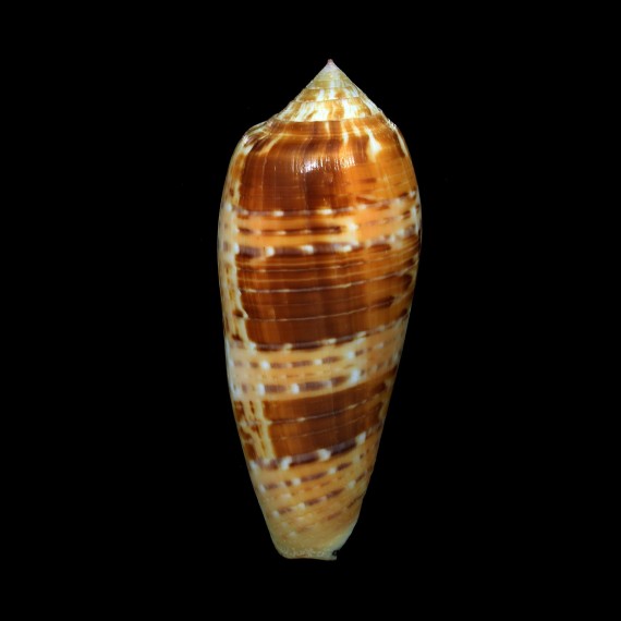 dusaveli 81,8mm SUPERB