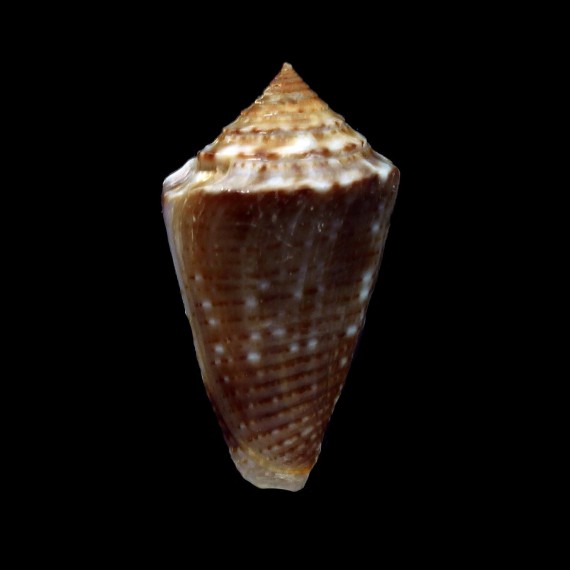 simonei 27,7mm