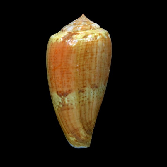 tinianus aurora 59,2mm