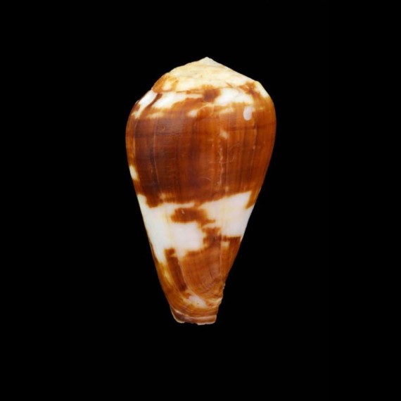 babaensis