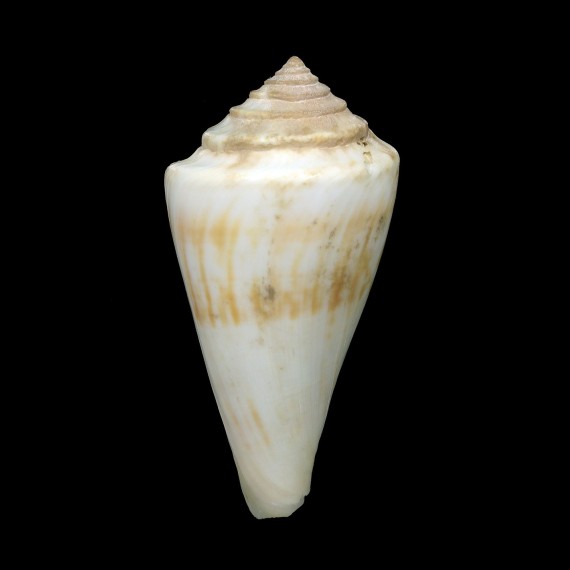 gradatulus 81,6mm MONSTER