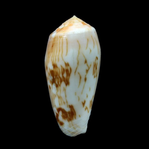 julii 53,7mm SUPERB