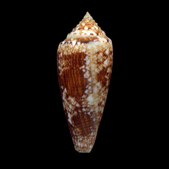 tagaroae 65,6mm