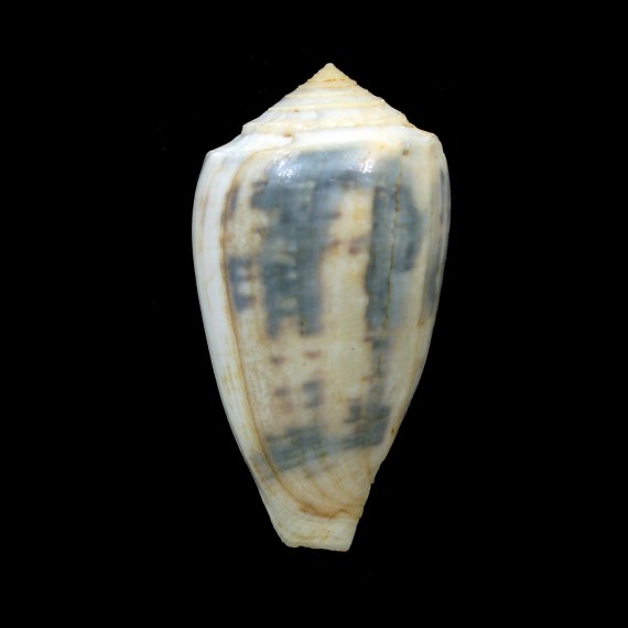 victoriae 52,2mm