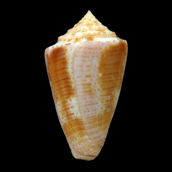 ericmonnieri 39,2mm