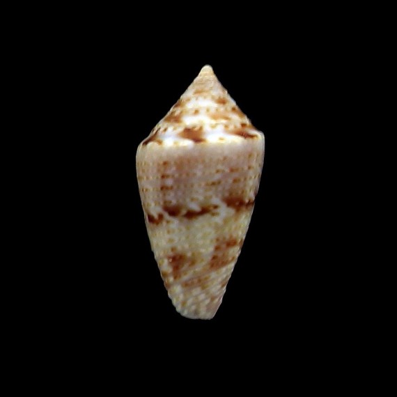 pusillus 16,1mm