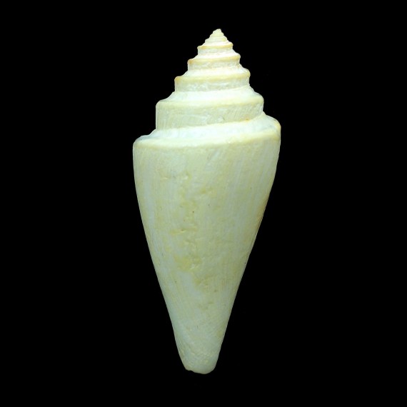 gradatulus patens 80,0mm