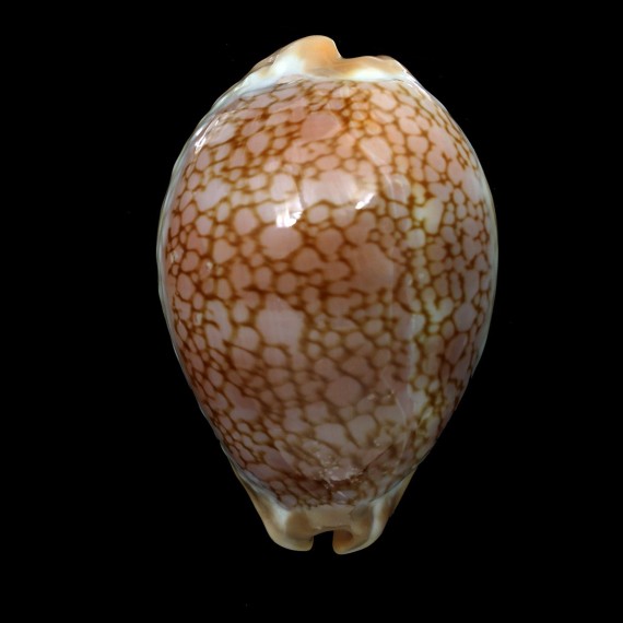 broderipii 85,2mm