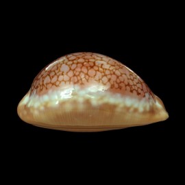broderipii 85,2mm