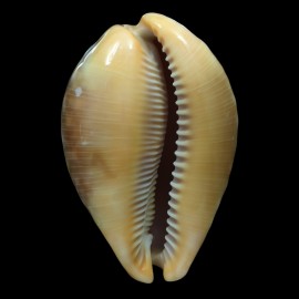 broderipii 85,2mm
